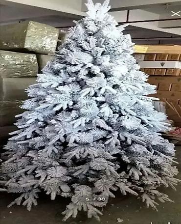 pustinjsko cvece: Velika novogodisnja jelka 210cm. velika novogodisnja jelka 210cm stiže — 1