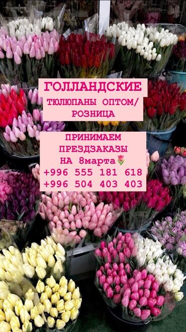 Цветы и букеты: ГОЛЛАНДСКИЕ ТЮЛЬПАНЫ 70СМ В наличии спектр цветов 💛❤️💖💜 ОПТОМ 100сом