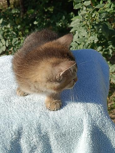 котята маленькие: Скотиш Страйт (Шотландская прямоухая), 2 месяца, Мальчик, Золотая шиншилла, Приучена к лотку, Проглистована — 5