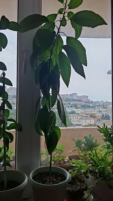 limon ağaçı: Avakado ağacı özüm əkib böyütmüşəm. Çox zəhmətli agacdi — 2