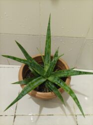 Digər bitkilər: Aloe vera — 4