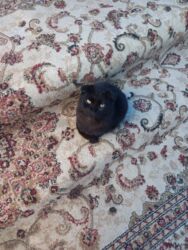 отдам в добрые руки: Шотладская вислоухая, Самец