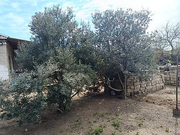 zeytun ağacı satışı: 🌳 Bağ üçün hazır Zeytun Ağacı – Satılır! 🌳 Uzun illərin ağacı, hazır — 1