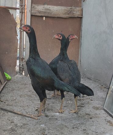 Akvariumlar: Göyərçinlər