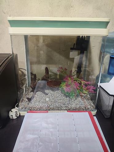akvarium balaca: Akvaryum seti - Kompakt şüşə akvaryum, şekilde gorduyunuz aksesuarlar — 1