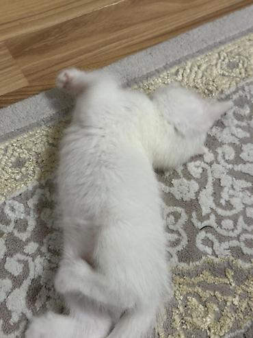 Pişiklər: Şotland yastı qulaq — 31