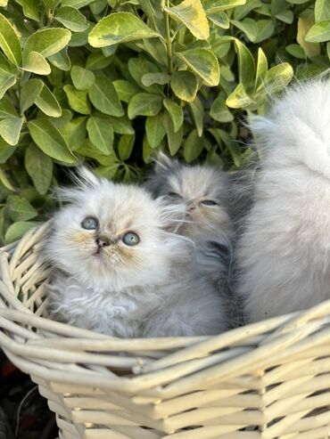 Pişiklər: Fars -da lalafo.az — 13 Pişiklər: Fars — 13