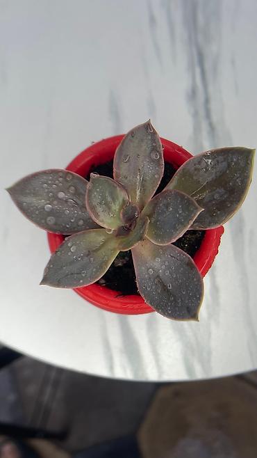 Кактусы: В наличии ❗️‼️ Самые необычные цветы😍как будто с другой планеты 🪐 — 3