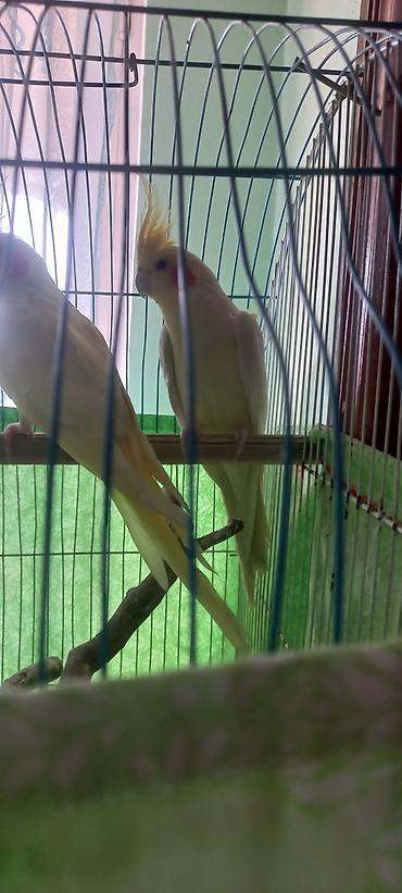 Tutuquşları: Salam Erkek Satilir Tam cute hazir Yas yarimliq.Disi uctu deye tek — 10