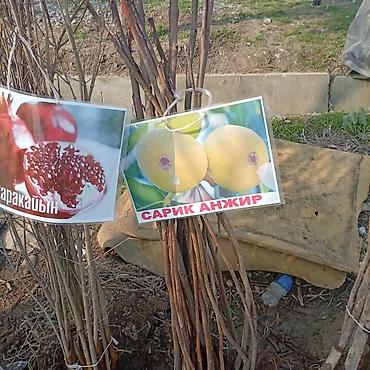 Яблоня: Саженцы плодовых культур — ассортимент сортов Предлагаются саженцы — 7