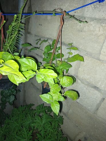 Otaq bitkiləri: Satışda müxtəlif saksı bitkiləri dəsti - Xrizantema (çəhrayı — 4