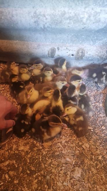 pitbull balaları: Salam olsun hərkəsə 20 dənə baladı biri 6manatdan içinde 5 6günlüyde — 1
