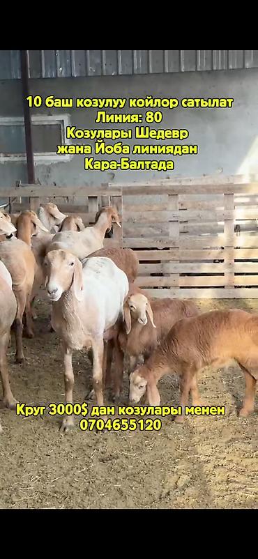 козы кара балта: Продаю | Овца (самка) | Арашан | Для разведения | Матка — 1