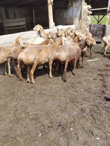 Бараны, овцы: Продаю | | Арашан | Для разведения | Матка