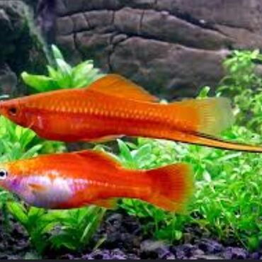 Аквариумы: Мы находимся а Беловодске! Аквариумные рыбки! черепахи тритоны !!!! — 4