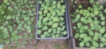 Садовые цветы и кустарники: Саженцы цветка: Пионы, Самовывоз at lalafo.kg — 8 Садовые цветы и кустарники: Саженцы цветка: Пионы, Самовывоз — 8