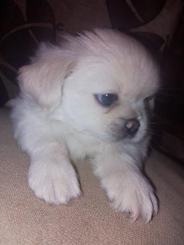 sirin it sekilleri: Pekines, 1 ay, Dişi, Peyvəndli — 5