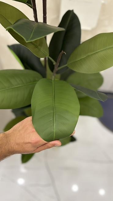 agac gulleri: Dekorativ böyük ev bitkisi – kauçuk ağacı (Ficus elastica) görünüşlü — 2