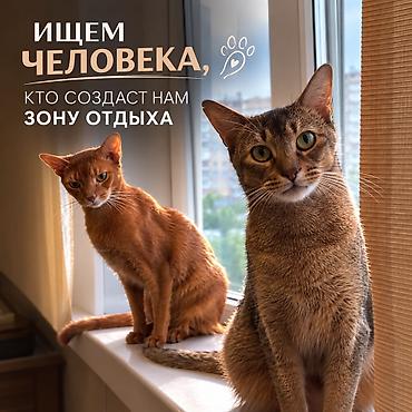 няня для кошек: Ищу опытного человека, которому будет интересно реализовать небольшую — 1