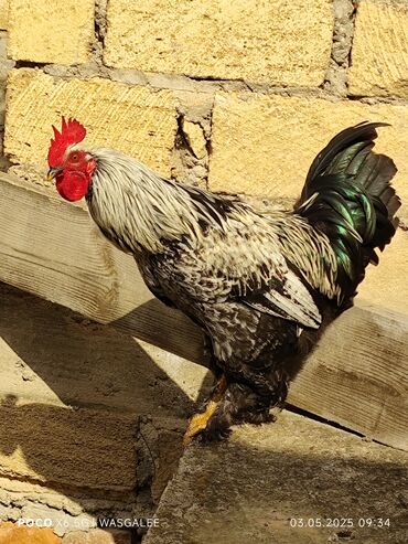 Xoruzlar: Xoruz, Brama, il: 1, Ünvandan götürmə, Ödənişli çatdırılma — 2