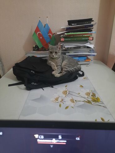 Pişiklər: Tabbi, Yaxşı əllərə — 8