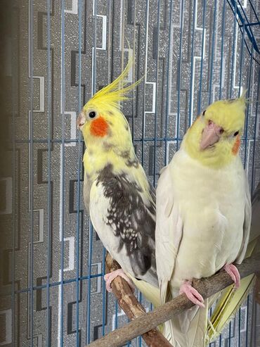 Tutuquşları: Salam. ENDİRİMLƏR🦜🐦 Qiymət dənə düşməmişlər 35 m başlayır — 10