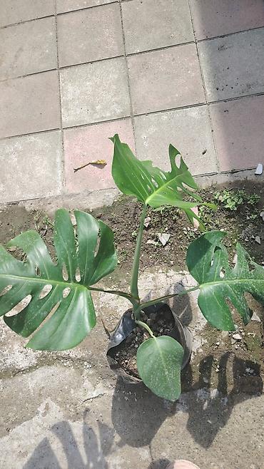 монстера: Monstera deliciosa – qapalı məkan üçün dekorativ tropik bitki - Növ — 1