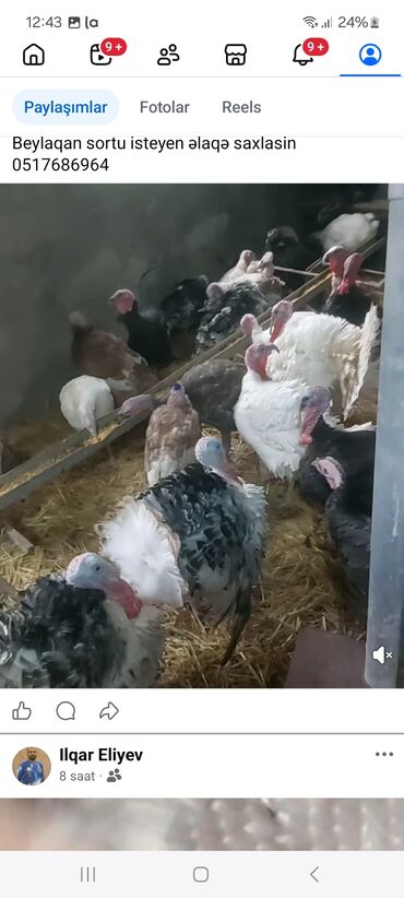 Hinduşka: Məhsul: Hind quşları (Biq 6 və “Beyləqan” sortları) Təsvir: - — 3