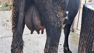 Inəklər, öküzlər: Dişi, Simental, il: 4, 650 kq — 1