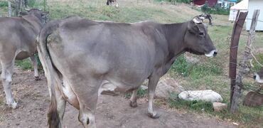 зоомагазин бишкек с животными: Продаю | Корова (самка) | Алатауская | На откорм, На забой, Для разведения
