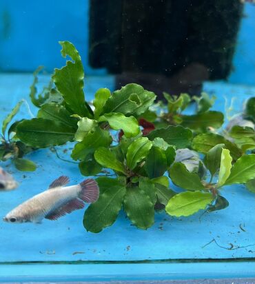 Аквариумы: Рыбки | Аквариумы | Оборудование | Аксессуары | Растения Богатый опыт — 26