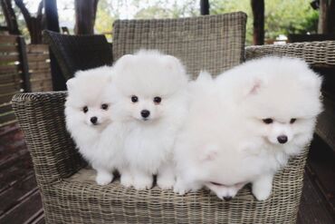 We have very healthy Pomeranian puppies available for adoption. The