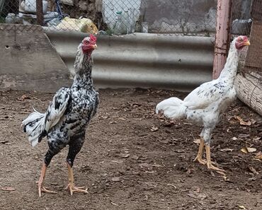 Xoruzlar: Xoruz, Heyratı, il: 1, Ünvandan götürmə — 11