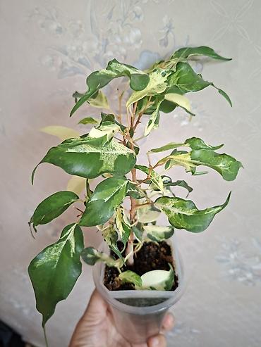 Сингониумы: Коллекция комнатных растений — подборка декоративно-лиственных — 42