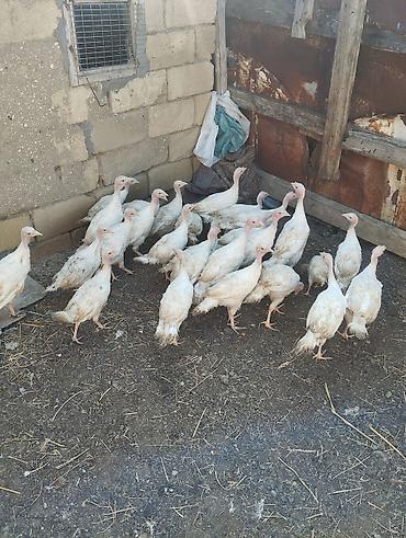 kend colpaları: Unvan Gilezi 2ay yarimliq ag kanada sortu hinduskalar 27 ededir bir — 6