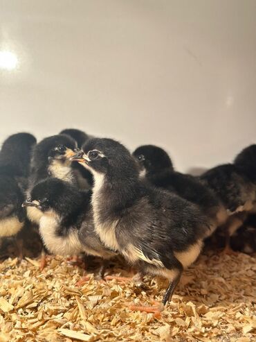 Toyuqlar: Təmiz qan Avstralop cücələr topdan satılır. 1 gündən 1 ayına kimi — 6