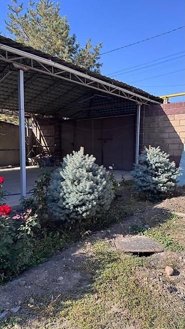 продаю овощ: В городе Токмок. Хвойные декоративные деревья для озеленения участка — 3