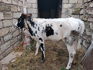 iri it cinsi: 7 aylıq dişi dana satılır 60 kq təmiz əti var bordağa yarıyır tam — 1