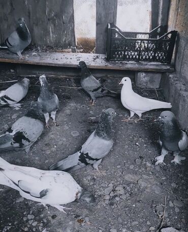Зоотовары: Salam quslar kom satılır, 2 takladi qalanı yerli quslardi, oynağı