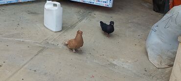 Göyərçinlər: Sari qara cutdu.sarinin ata anasi 6 saat ucur .cutu 45manata.pavlin 10 — 6