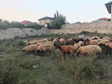 mini toy pudel: Dişi, Qala, il: 1, 50 kq, Damazlıq, Ünvandan götürmə — 7