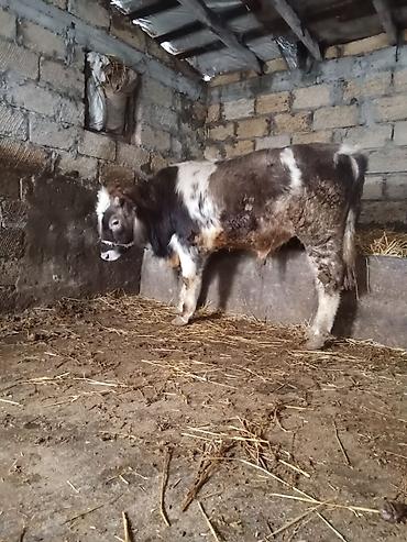 Dana, buzov: Dana, buzov, Erkək, ay: 8, Ətlik — 13