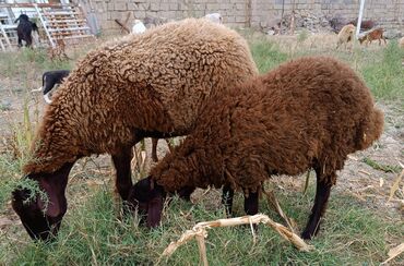 qurban qiymetleri: Dişi, Qala, il: 1, Ünvandan götürmə