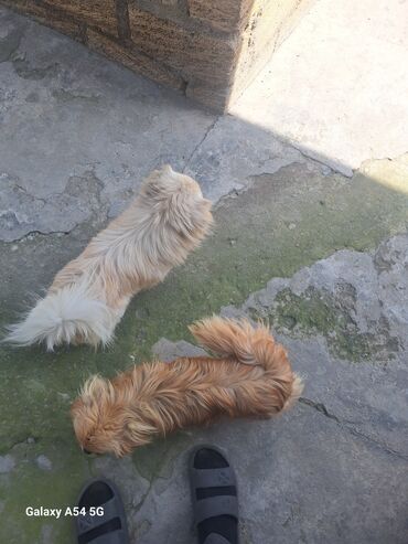 itle barter: Pekines, 2 il, Dişi, Peyvəndli, Ünvandan götürmə, Ödənişli çatdırılma, Rayonlara çatdırılma