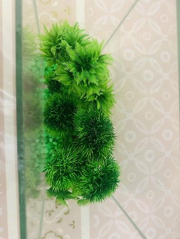 Akvarium aksesuar və ləvazimatları: Akvarium dekorları ilə birlikdə — 2