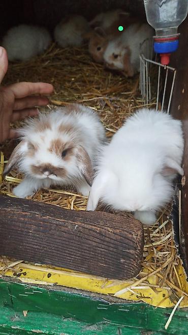 kaliforniya dovsani: Mini Lop dekorativ dovşan balaları - Cins: Mini Lop (asqılı qulaqlı — 2