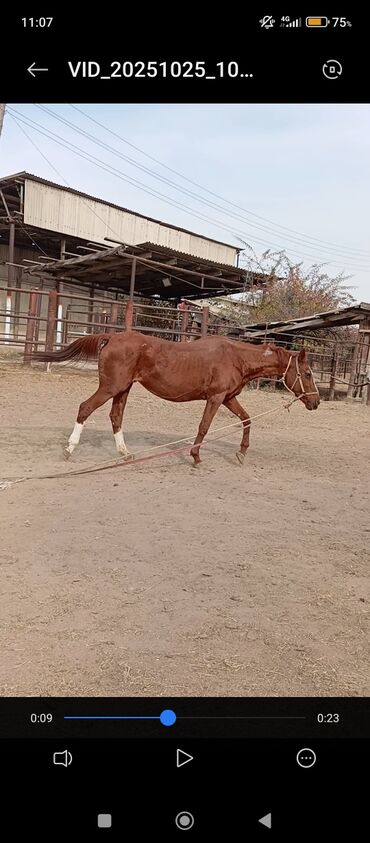 продажа щенков немецкой овчарки в бишкеке с документами: Продаю | Кобыла (самка)