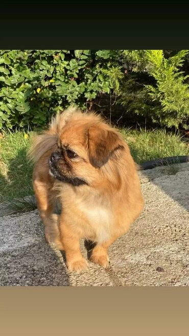 ucuz ev itləri: Pekines, 2 il, Erkek, Cütləşmə üçün, Ünvandan götürmə