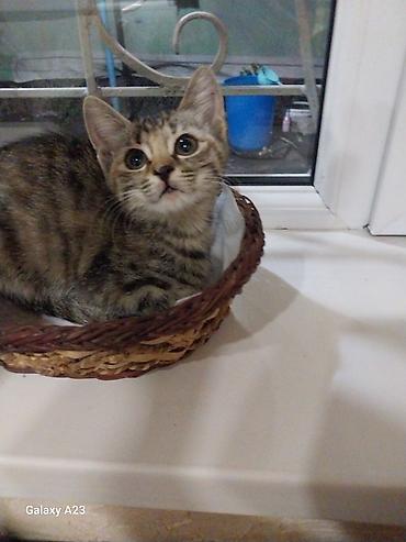Мышыктар: Котёнок тигрового окраса девочка. рыжий мальчик, отдам в хорошие — 4