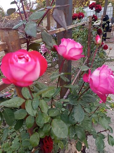 Продажа домов: Дача, 60 м², 3 комнаты — 9